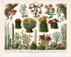 Kaktuszok (3), színes nyomat 1906, német, litográfia, eredeti, növény, virág, kaktusz, tunakaktusz
