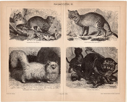 Ragadozók III., 1896, egyszín nyomat, eredeti, magyar nyelvű, állat, macska, vadmacska, törpemacska