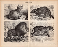 Ragadozók I., 1896, egyszín nyomat, eredeti, magyar nyelvű, állat, oroszlán, tigris, hiúz, petymeg