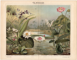 Vízinövények, színes nyomat 1898, magyar nyelvű, eredeti, litográfia, növény, virág, tavirózsa, káka