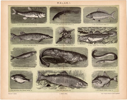 Halak I. , litográfia 1894, magyar nyelvű, eredeti, színes nyomat, 1894, hal, csuka, cselle, harcsa