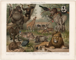 Afrikai állatvilág, litográfia 1894, német nyelvű, eredeti, színes nyomat, Afrika, Etióp, oroszlán