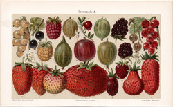 Bogyós gyümölcsök, színes nyomat 1902, német nyelvű, eredeti, litográfia, eper, málna, egres