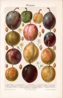 Szilva, színes nyomat 1906, német nyelvű, eredeti, litográfia, gyümölcs, fajták, fajta, virág, mag