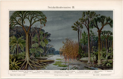Őskori növényzet (kőszén), színes nyomat 1908, német nyelvű, eredeti, litográfia, páfrányfa, növény