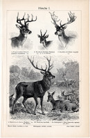 Szarvas I., II., egyszín nyomat 1904, német, eredeti, állat, rénszarvas, őz, gímszarvas