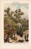 Növények, Euphorbia, színes nyomat 1905, német nyelvű, litográfia, növény, virág, kaktusz, régi