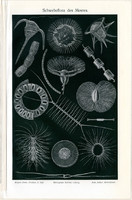Lebegő növények, egyszín nyomat 1905, német nyelvű, litográfia, eredeti, tenger, növény, óceán, úszó