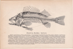 Hal csontváz, egyszín nyomat 1894, német, eredeti, Tierleben, Az állatok világa, állat, szálka, fej