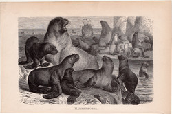 Oroszlánfóka, egyszín nyomat 1894, német, eredeti, Tierleben, Az állatok világa, állat, fóka Amerika
