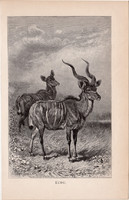 Nagy kudu, egyszín nyomat 1894, német, eredeti, Tierleben, Az állatok világa, állat, Afrika