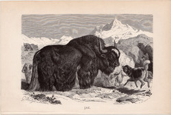 Jak, egyszín nyomat 1894, német, eredeti, Tierleben, Az állatok világa, állat, Ázsia, Tibet