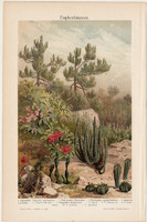 Növények, Euphorbiazeen, színes nyomat 1905, német nyelvű, litográfia, növény, virág, kaktusz, régi