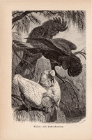 Kakadú, egyszín nyomat 1894, német, eredeti, Tierleben, Az állatok világa, állat, madár, gyászkakadú