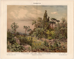 Földközi - tenger növényzet, 1905, színes nyomat, német nyelvű, eredeti, növény, flóra, litográfia