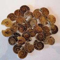 Ammonita, ammonitesz,kövület