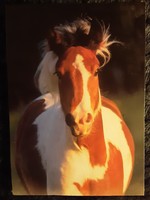Horses postcards 10 pieces/ Gyönyörű lovas képeslapok, postatiszta 10 db 1000 Ft