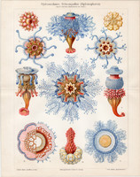 Medúzák, litográfia 1904, német nyelvű, színes nyomat, eredeti, medúzs, tenger, óveán, Sipohonophore