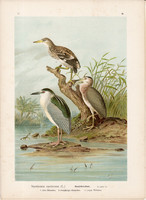 Bakcsó (2), litográfia 1897, eredeti, 29 x 39, nagy méret, madár, nyomat, vakvarjú, Nycticorax Nyc.