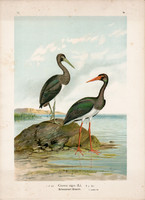 Fekete gólya (4), litográfia 1897, eredeti, 29 x 39 cm, nagy méret, madár, nyomat, Ciconia nigra