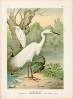 Nagy kócsag (10), litográfia 1897, eredeti, 29 x 39 cm, nagy méret, madár, színes nyomat, Herodias
