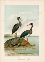 Fekete gólya (5), litográfia 1897, eredeti, 29 x 39 cm, nagy méret, madár, nyomat, Ciconia nigra