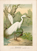 Nagy kócsag (5), litográfia 1897, eredeti, 29 x 39 cm, nagy méret, madár, színes nyomat, Herodias