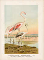 Rózsás flamingó (5), litográfia 1897, eredeti, 29 x 39, nagy méret, madár, nyomat, Phoenicopterus