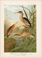 Törpegém (1), litográfia 1897, eredeti, 29 x 40 cm, nagy méret, madár, színes nyomat, gém, Ardetta