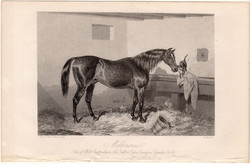 Melbourne, acélmetszet 1854, metszet, eredeti, 10x15, ló, ausztrál, versenyló, 1837, lóverseny, mén