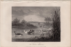 No False Alarm, acélmetszet 1868, metszet, eredeti, 10 x 14, vadászat, lúd, vadkacsa, madár, vízi