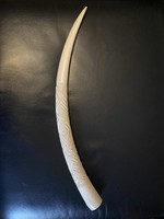 Faragott antik HATALMAS (68cm) elefánt agyar elefántcsont 1068gramm
