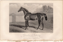 Chevalier d'Industrie, acélmetszet 1868, metszet, eredeti, 10 x 14, ló, versenyló, lóverseny, 1854