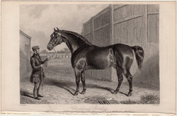 Cleveland Shortlegs, acélmetszet 1854, metszet, eredeti, 11 x 16, ló, csődör, verseny, versenyló 