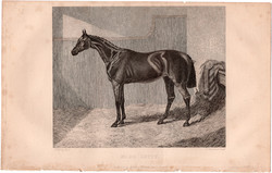 Miss Letty, acélmetszet 1837, metszet, eredeti, 10 x 13, állat, ló, lóverseny, versenyló, Oaks