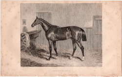 Phosphorus, acélmetszet 1837, metszet, eredeti, 10 x 13, állat, ló, lóverseny, versenyló, derby
