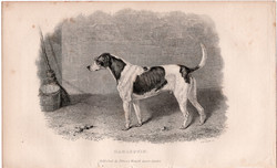 Harlequin, acélmetszet 1839, metszet, eredeti, 10 x 14, állat, kutya, vadászkutya, kopó, fox - hound