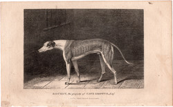 Rocket, agár, rézmetszet 1808, metszet, eredeti, 9 x 14, állat, kutya, verseny, Cave Browne