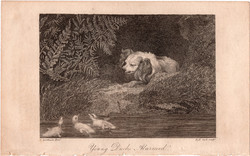 Fiatal kacsák felriasztva, rézmetszet 1808, metszet, eredeti, 10 x 14, állat, vad, kutya, kacsa