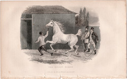The spicey screw, acélmetszet 1839, metszet, eredeti, 90 x 13, állat, ló, betanítás, ijedt, futtatás