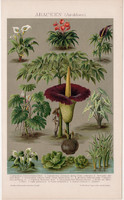 Araceen növények, litográfia 1895, színes nyomat, német nyelvű, növény, titánbuzogány, régi