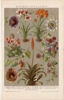 Melegházi növények, litográfia 1895, színes nyomat, német nyelvű, növény, virág, régi, amarillis