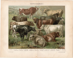 Szarvasmarhák (12), 1898, litográfia, színes nyomat, eredeti, magyar, bika, ökör, tehén, marha
