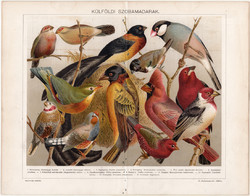 Külföldi szobamadarak (12), 1896, litográfia, színes nyomat, eredeti, magyar, madár, pinty, régi