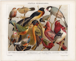 Külföldi szobamadarak (13), 1896, litográfia, színes nyomat, eredeti, magyar, madár, pinty, régi