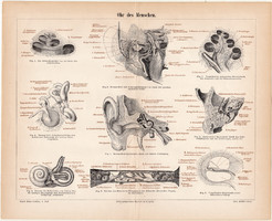 Fül, litográfia 1890, német, színes nyomat, anatómia, gyógyászat, ember, belső fül, hallójárat