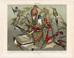 Kolibrik, litográfia 1906, színes nyomat, eredeti, német, lexikon melléklet, kolibri, madár, régi