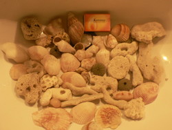 Csigák, kagylók, korallok, dísz dekoráció