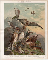 Ragadozó madarak, 1896, litográfia, színes nyomat, eredeti, magyar nyelvű, madár, sólyom, héja, ölyv