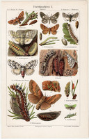 Erdei rovarok I., színes nyomat 1906, német nyelvű, litográfia, eredeti, hernyó, erdő, levél, régi